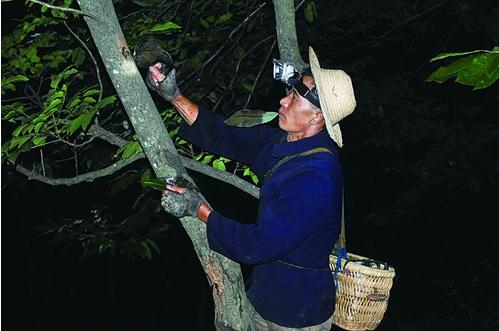 岚皋再建新老漆林 重回“全国生漆第一县”